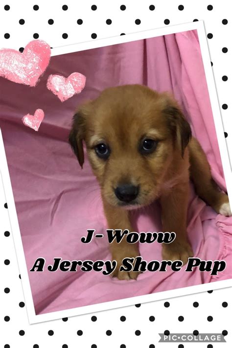 eastern shore pets "dachshund" - craigslist. . Jersey shore pets craigslist